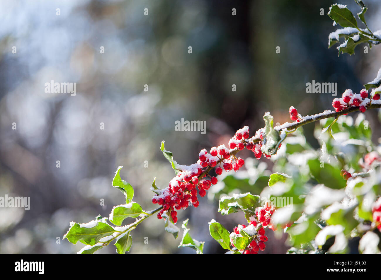 Holly Tree con bacche rosse con leggera spolverata di neve Foto Stock