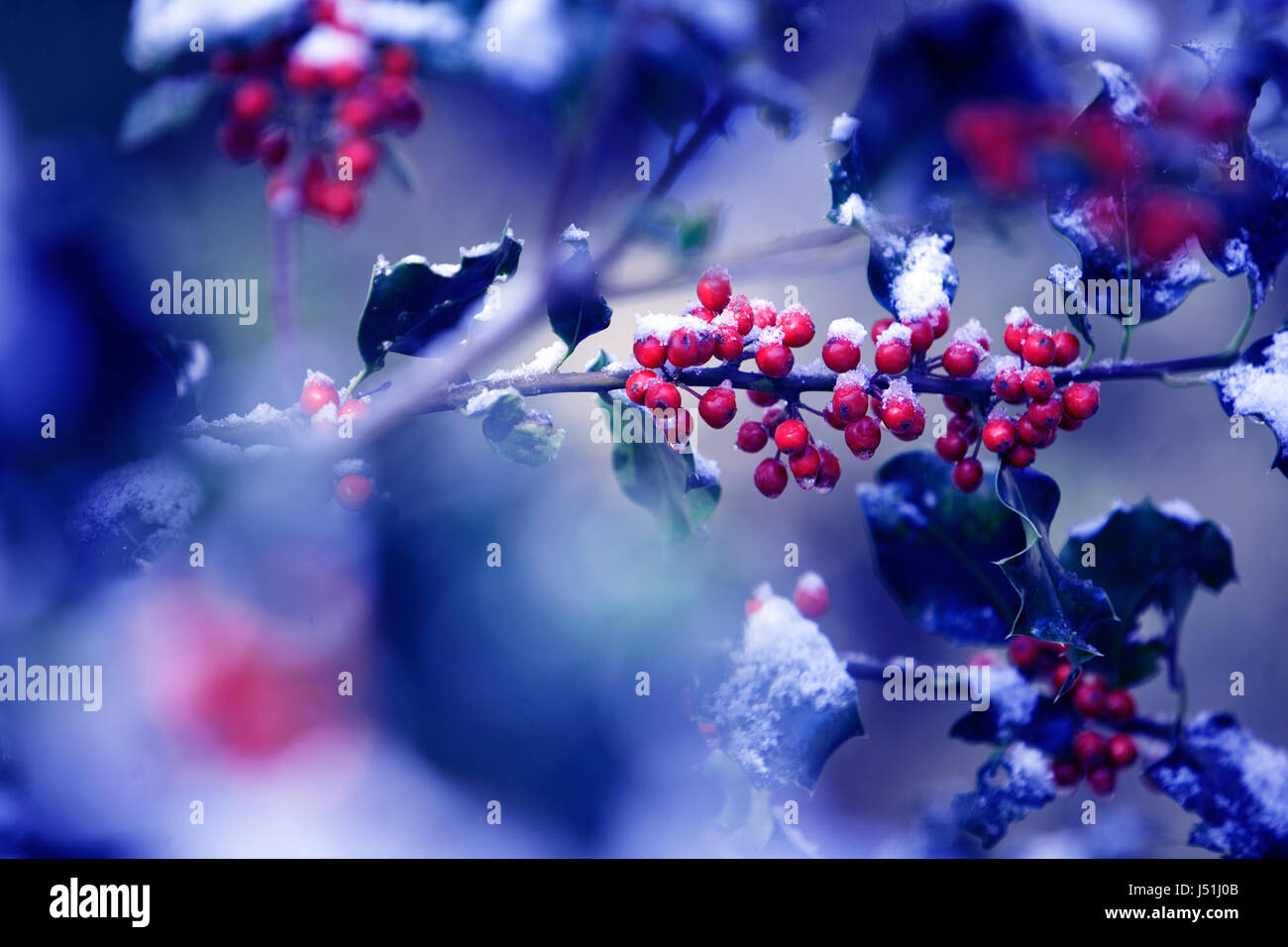 Holly Tree con agrifoglio bacche e una leggera spolverata di neve Foto Stock