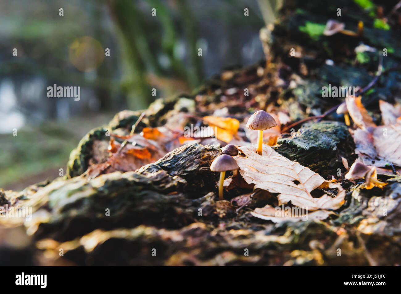 Unico bianco di funghi fungo foreground, faggio le foglie in autunno foresta. Golden Sun raggi in foglie di colore arancione. Dark foresta magica e sole Foto Stock
