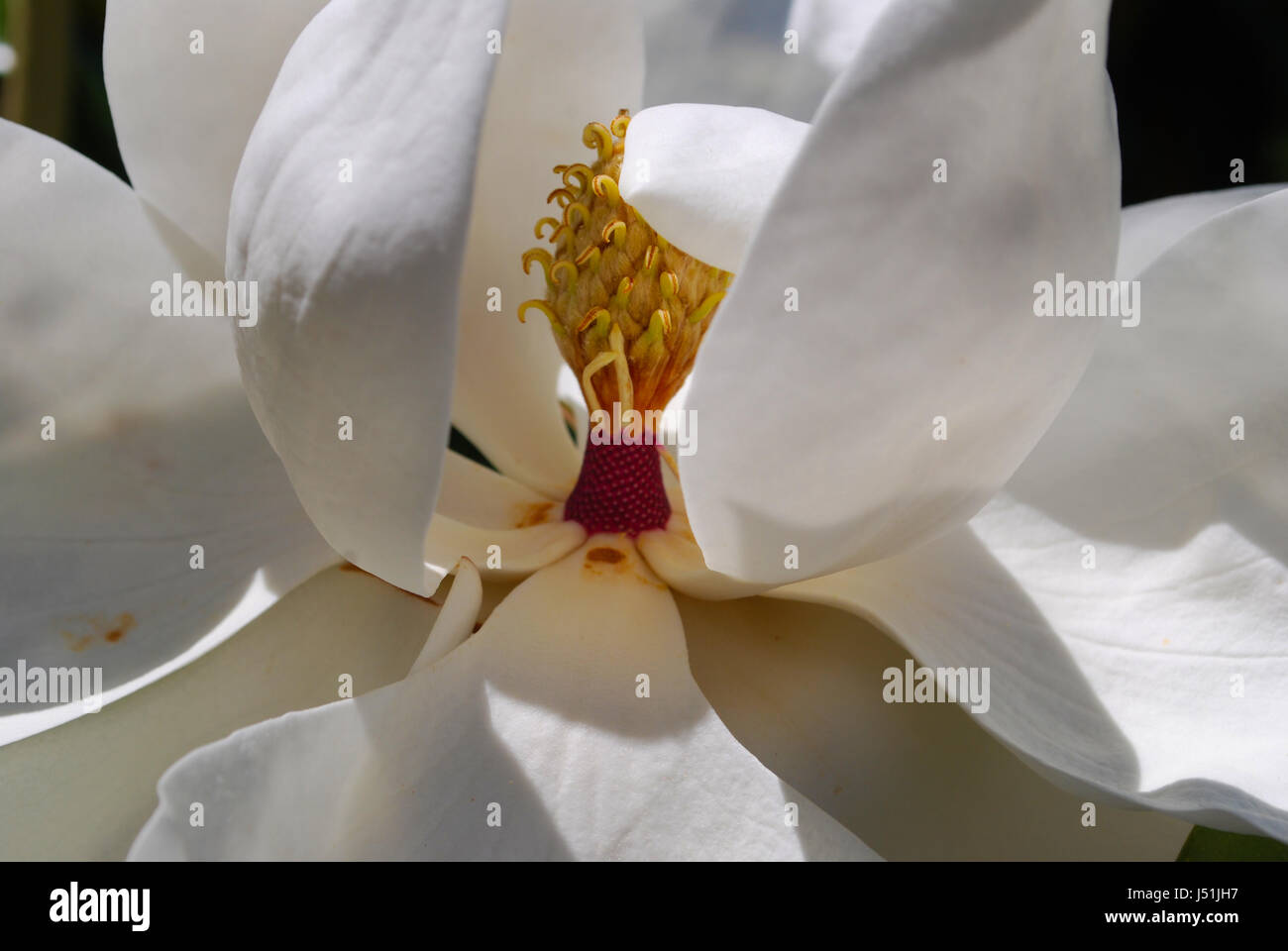 Un fiore di Magnolia Foto Stock