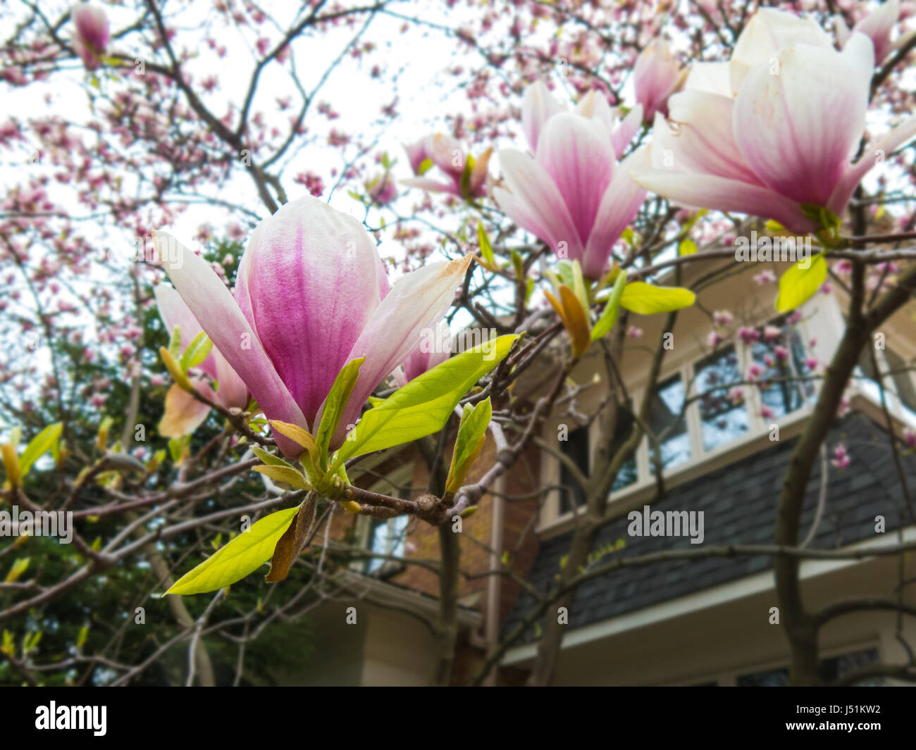 Rosa Bianco Magnolia x Soulangeana fiore in primavera Garden Foto Stock