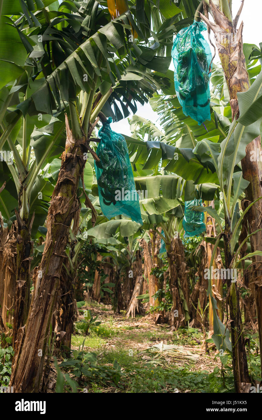 Piantagione di banane Foto Stock