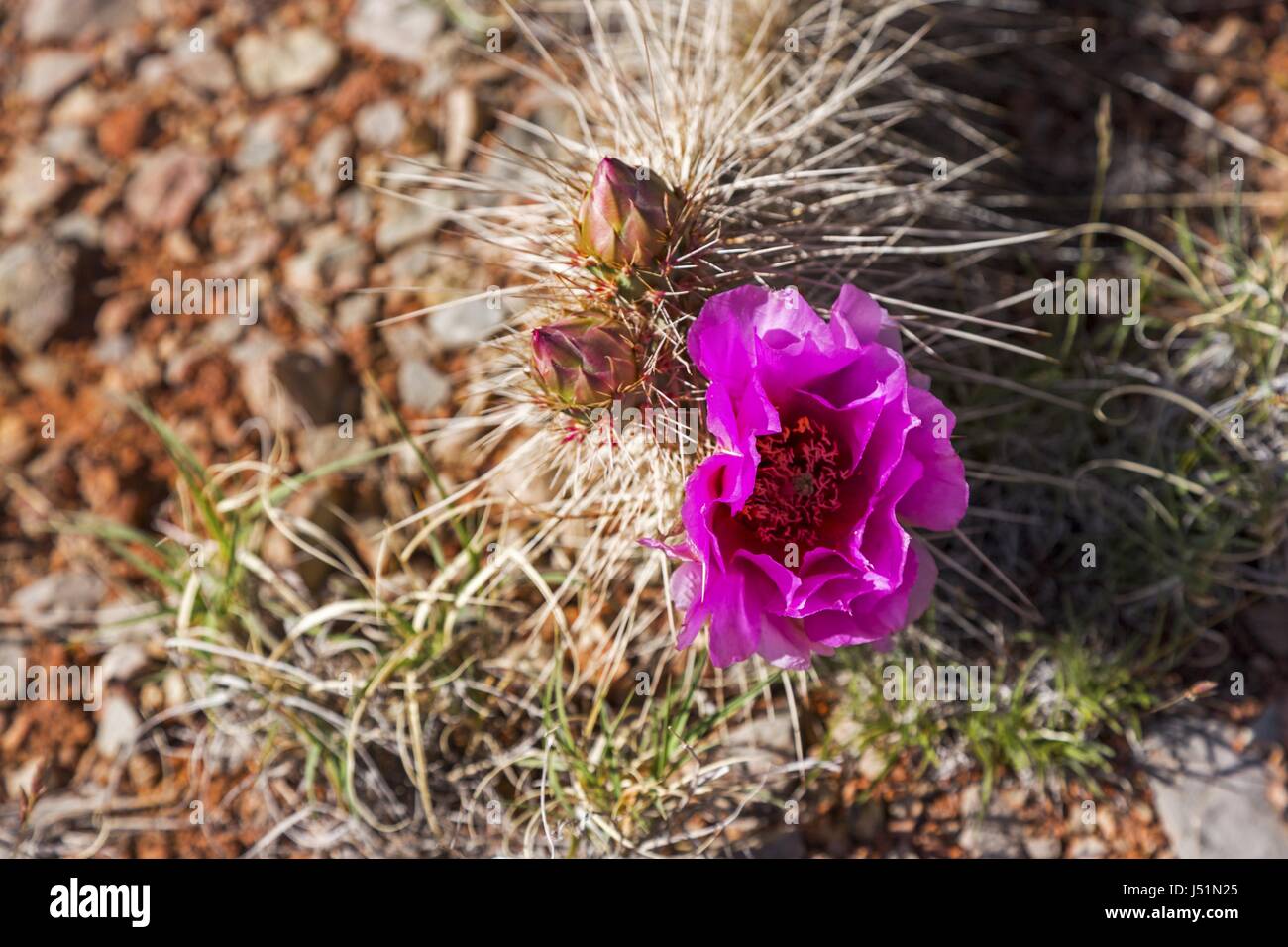 Fiore di Cactus in fiore nel Parco Nazionale del Grand Canyon Arizona Foto Stock