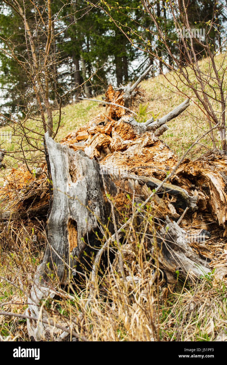 Pezzi di albero tagliato nella natura ,in foresta Foto Stock