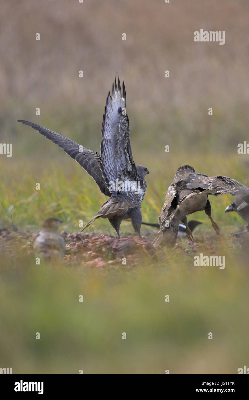 Comune poiana Buteo buteo combattimenti su alimenti Ungheria Foto Stock