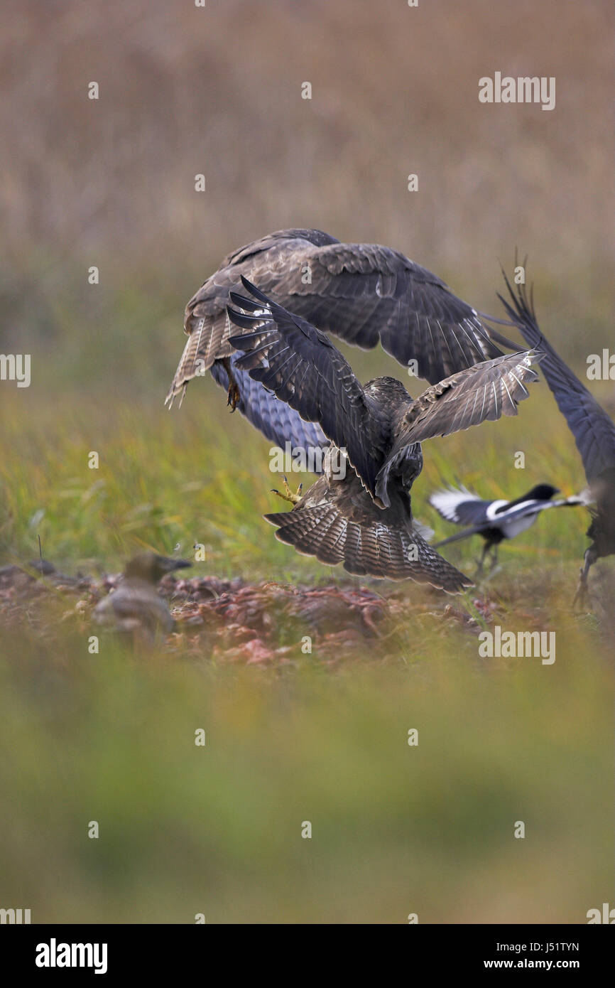 Comune poiana Buteo buteo combattimenti su alimenti Ungheria Foto Stock