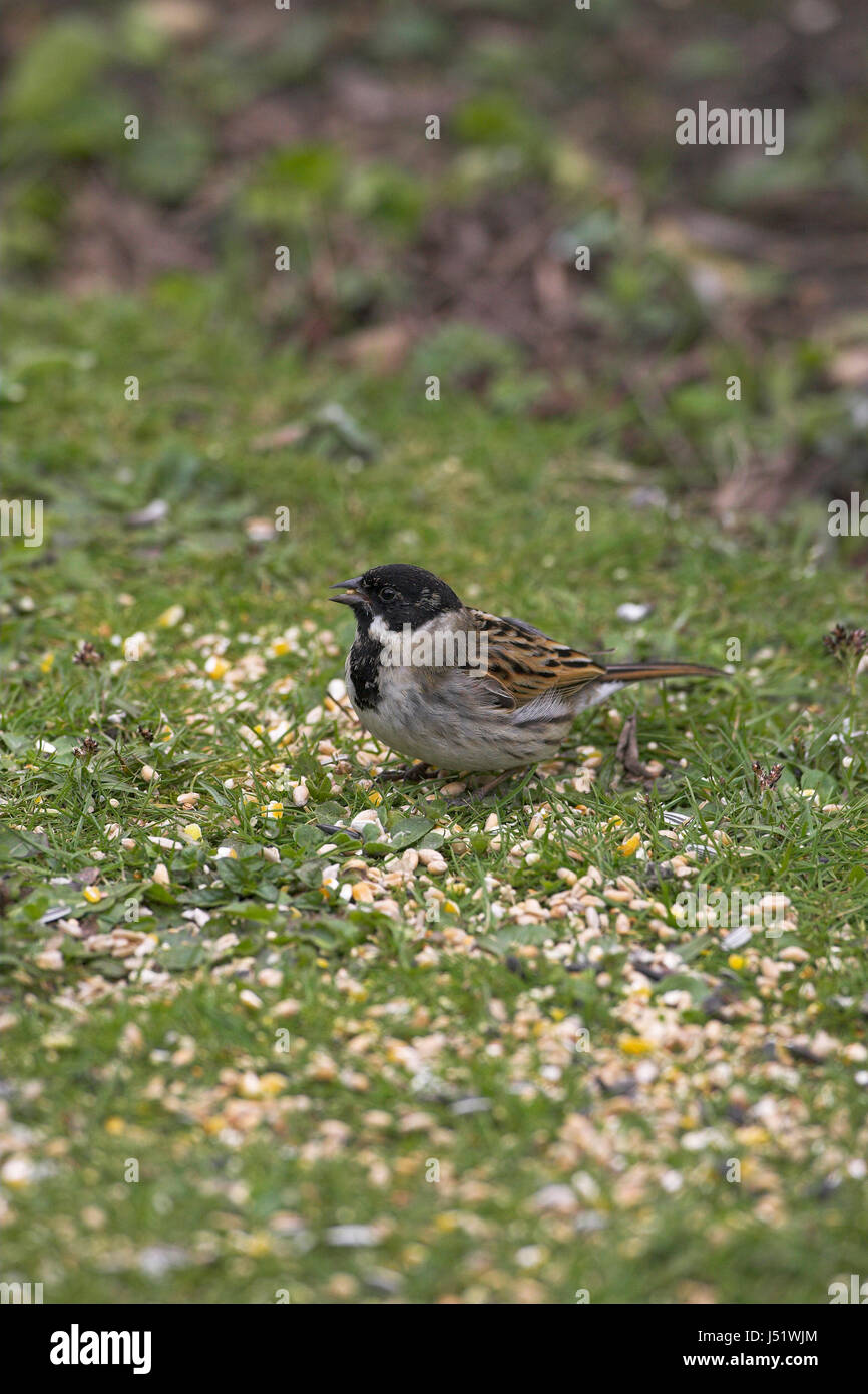 Casa passero Passer domesticus maschio nel giardino da bird food Ringwood Hampshire Inghilterra Foto Stock