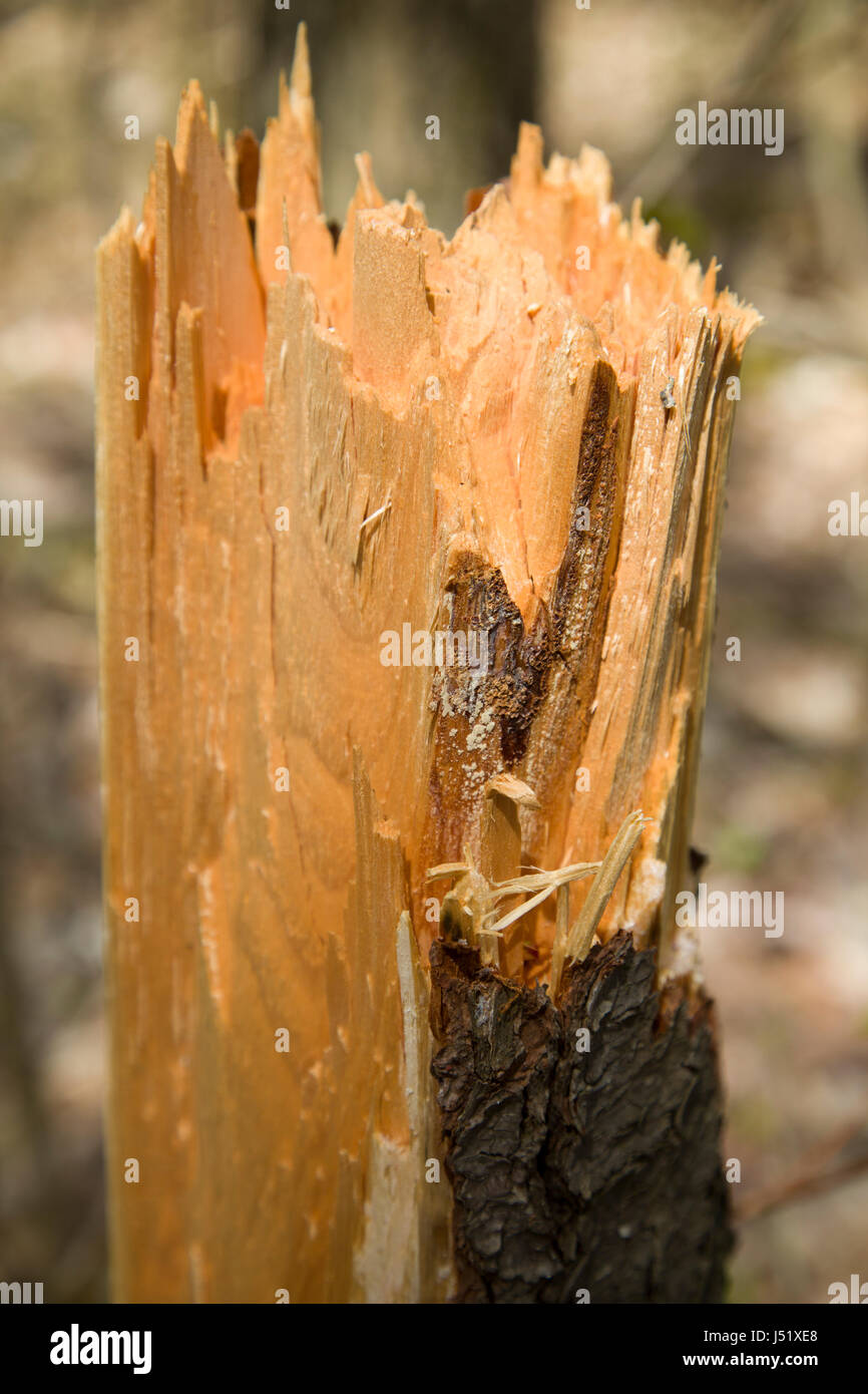 Albero rotto ed esposizione di legno fresco. Foto Stock