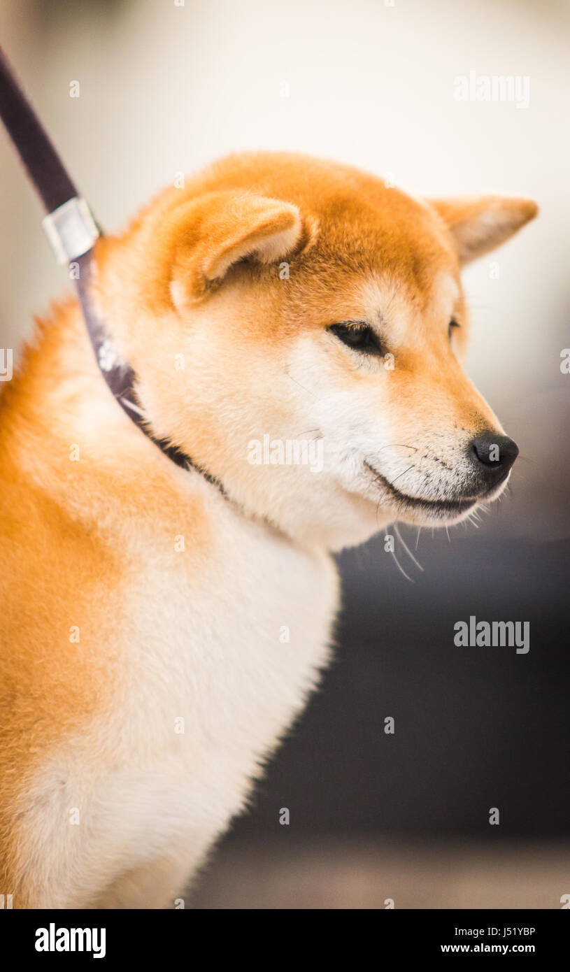 In prossimità della testa di muso del giovane e bella Red Shiba Inu Foto Stock