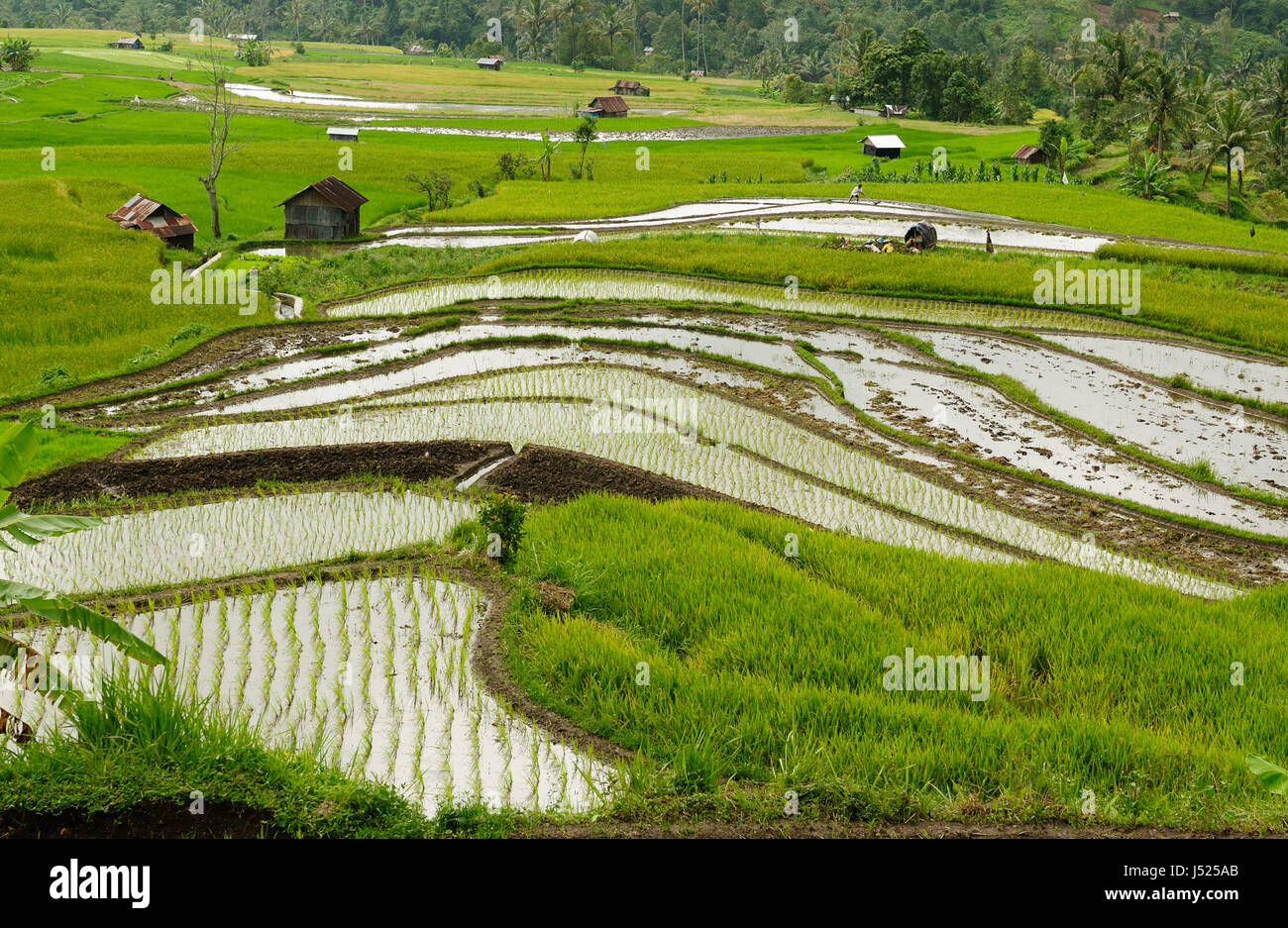 Indonesia campagna ad ovest di Sumatra isola nei pressi di Bukittinggi city resort Foto Stock