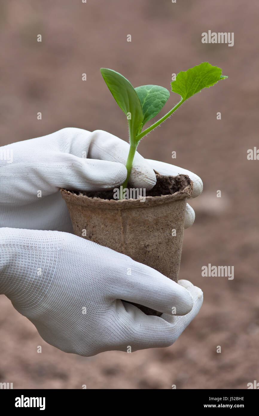 Le mani del giardiniere guanti in azienda le piantine di cetriolo pronto per la semina Foto Stock