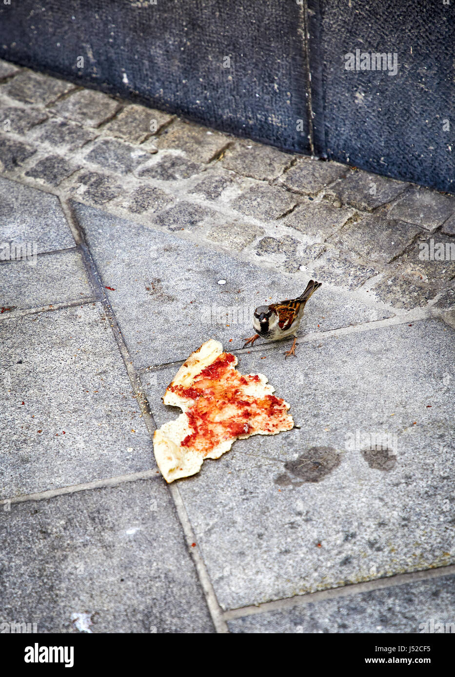 Piccolo passero mangiare un pezzo di pizza Foto Stock