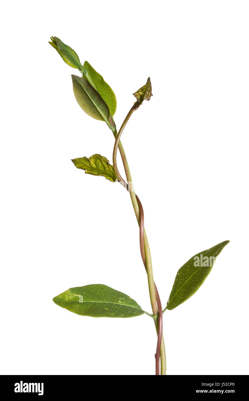 Bind weed fotografati contro uno sfondo bianco per creare chiave di elevata taglia le immagini Foto Stock