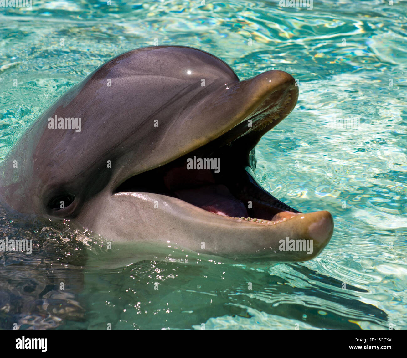 Delfino Foto Stock