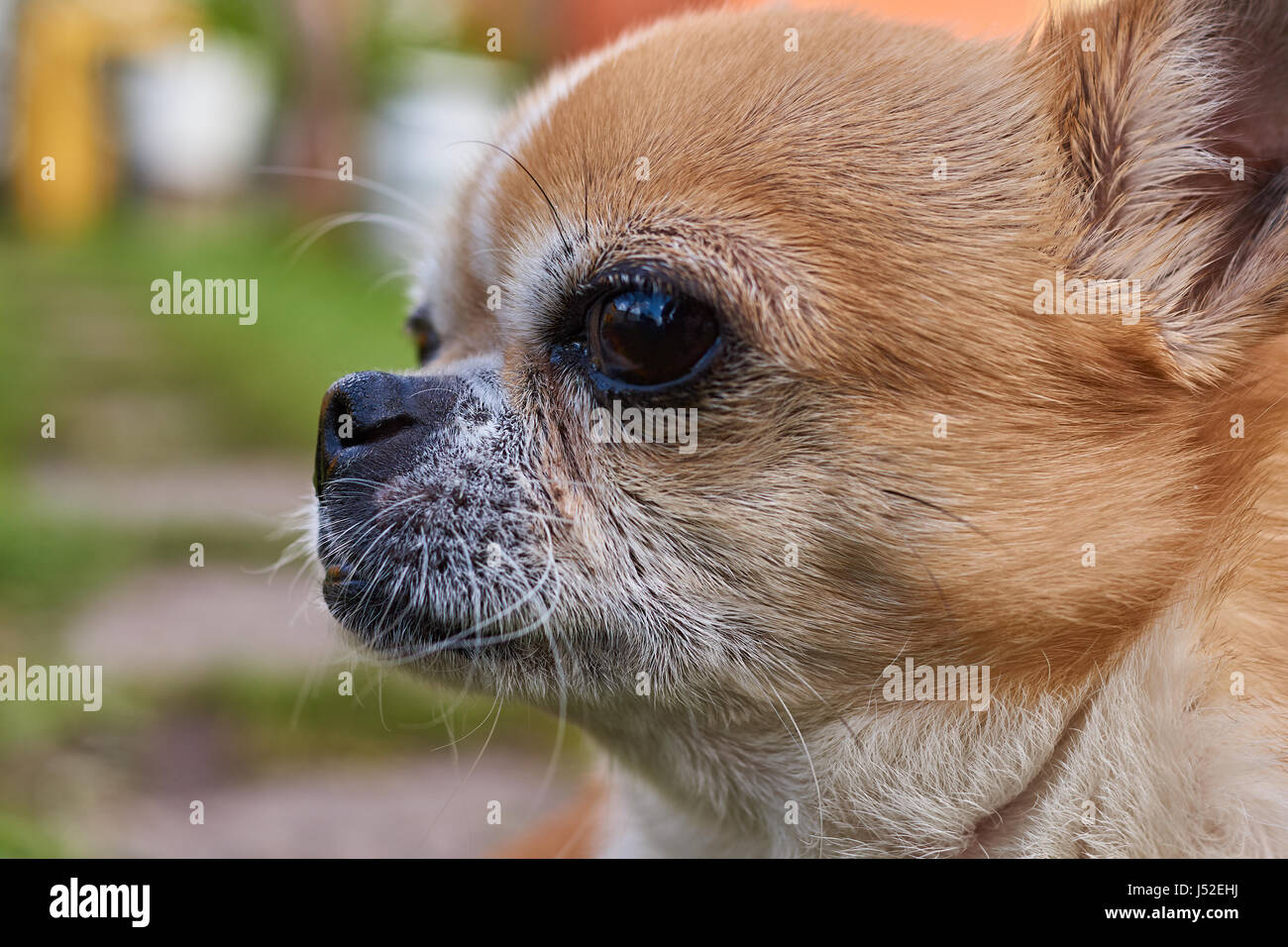 Profilo del cane su uno sfondo sfocato. Un cane di razza Chihuahua. Liscia con capelli, rosso. Egli guarda a sinistra. È possibile vedere la testa, le orecchie, gli occhi Foto Stock