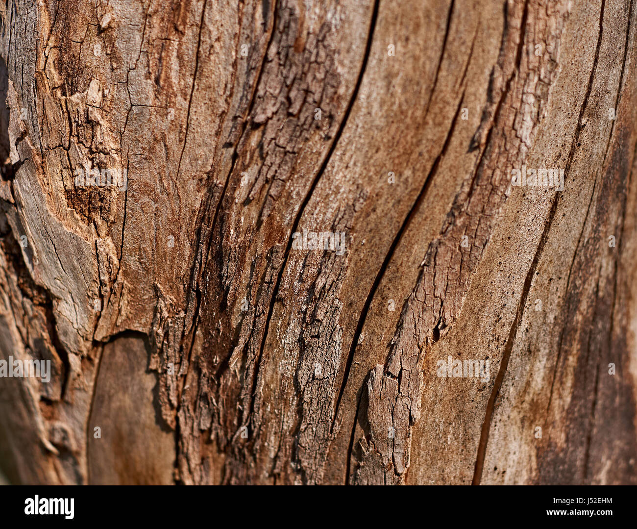 Bella la texture di melo. La corteccia viene rimossa dal tronco di albero. Come una texture, una mela albero tronco senza corteccia è utilizzato. "Текстура Яблоня". Foto Stock