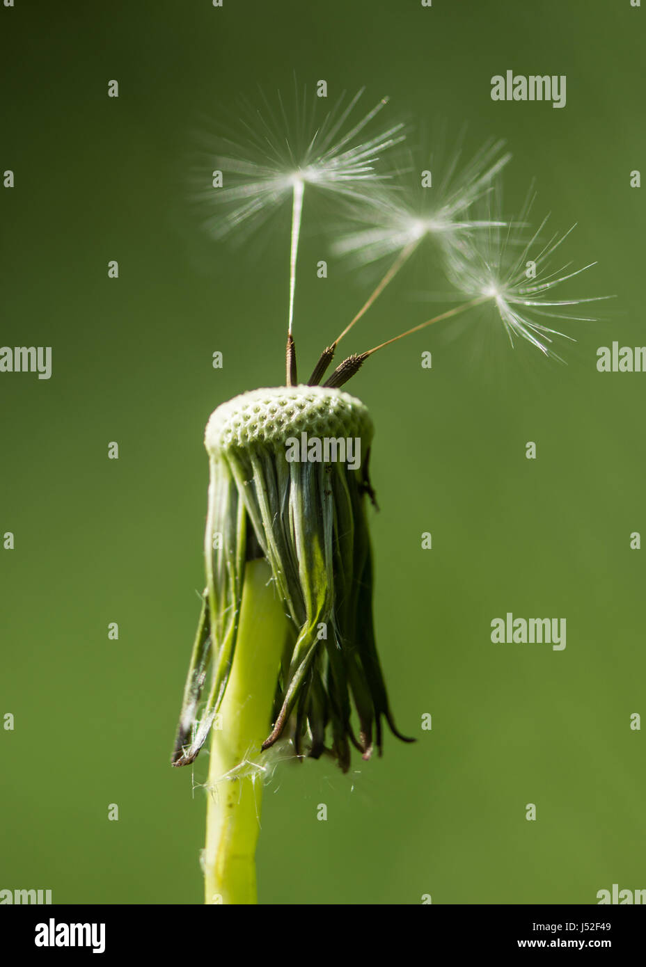 Tarassaco (Taraxacum officinale) seedhead con achenes. Ultime soffiata dal vento sul semi flowerhead in famiglia a margherita (Asteraceae) Foto Stock