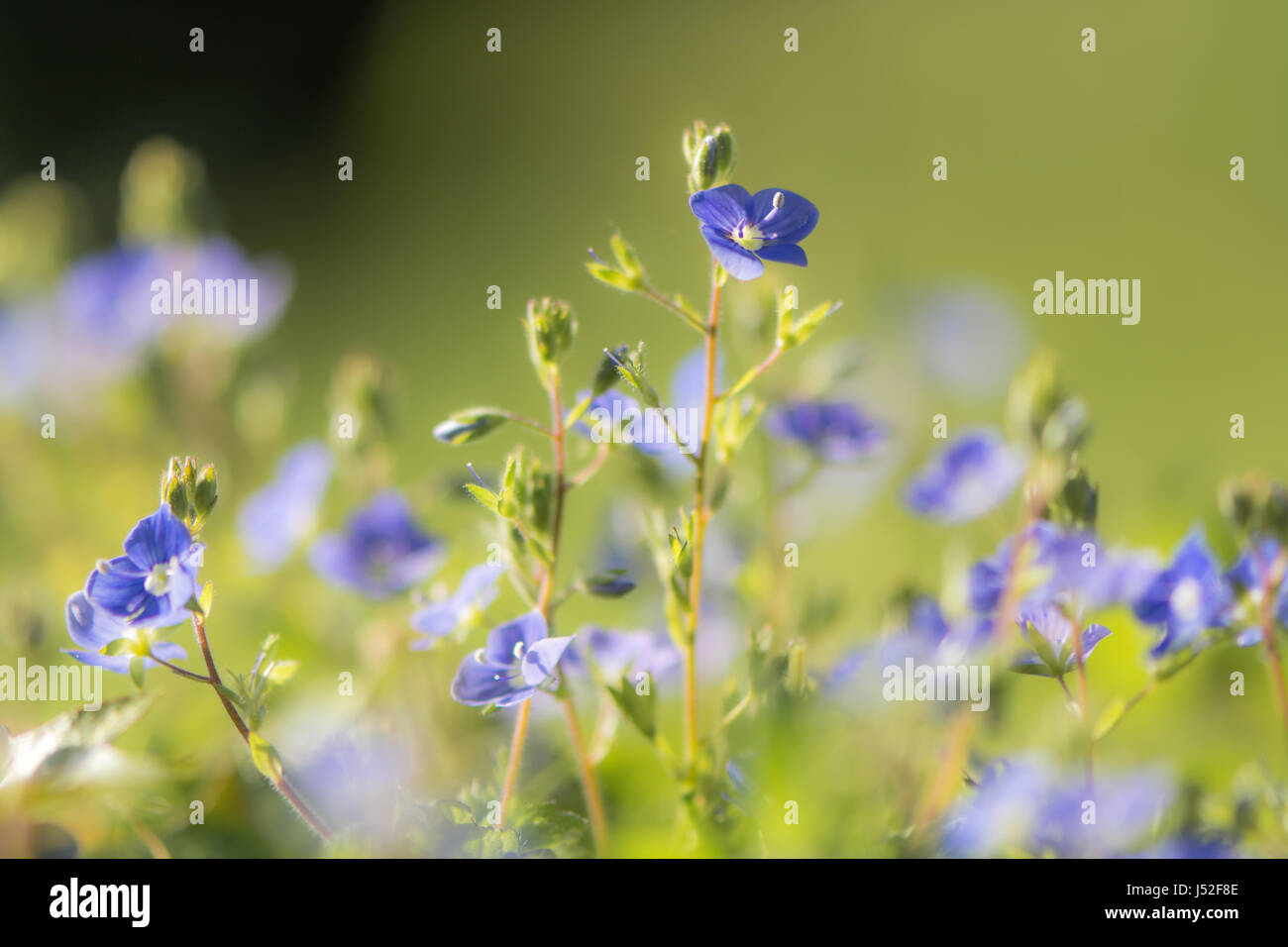 Germander speedwell (Veronica chamaedrys) fiori. Fiori blu di delicate piante erbacee perenni Piante in piantaggine (Famiglia Plantaginaceae) Foto Stock