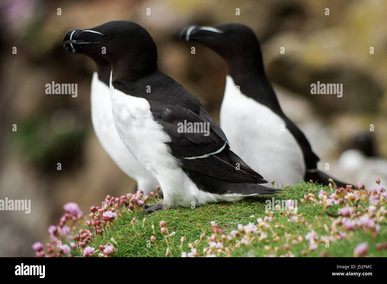 Gruppo di razorbills appollaiate sul lato della scogliera - Isole Saltee, Irlanda Foto Stock