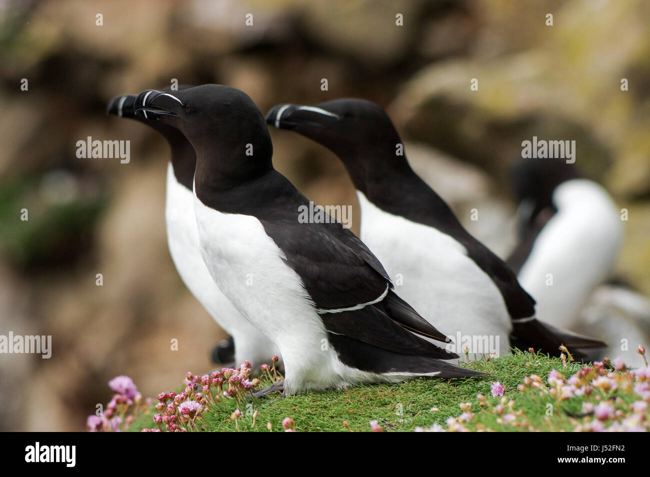 Gruppo di razorbills appollaiate sul lato della scogliera - Isole Saltee, Irlanda Foto Stock