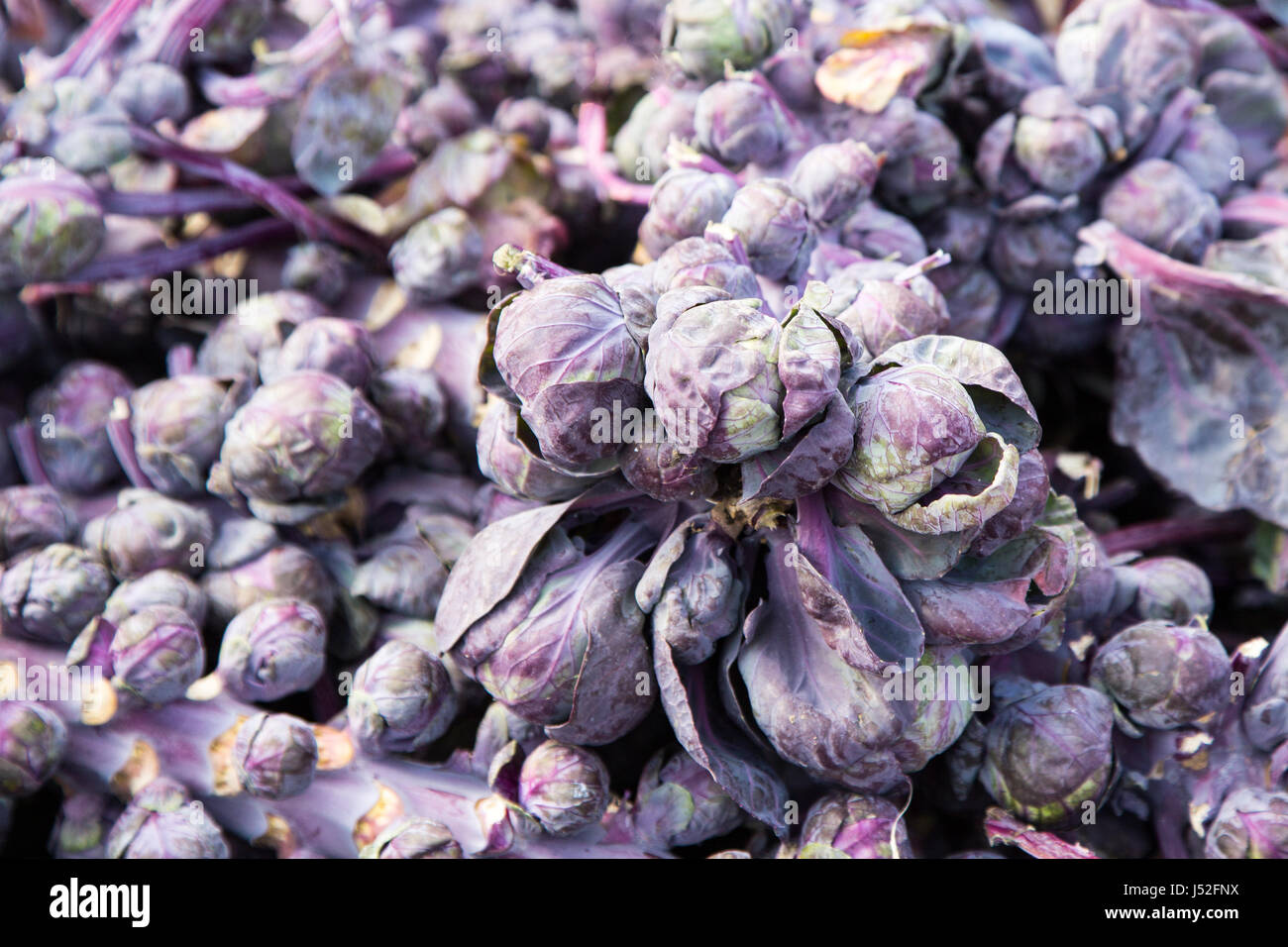 Fresco di colore viola i cavoletti di Bruxelles riempire il telaio Foto Stock