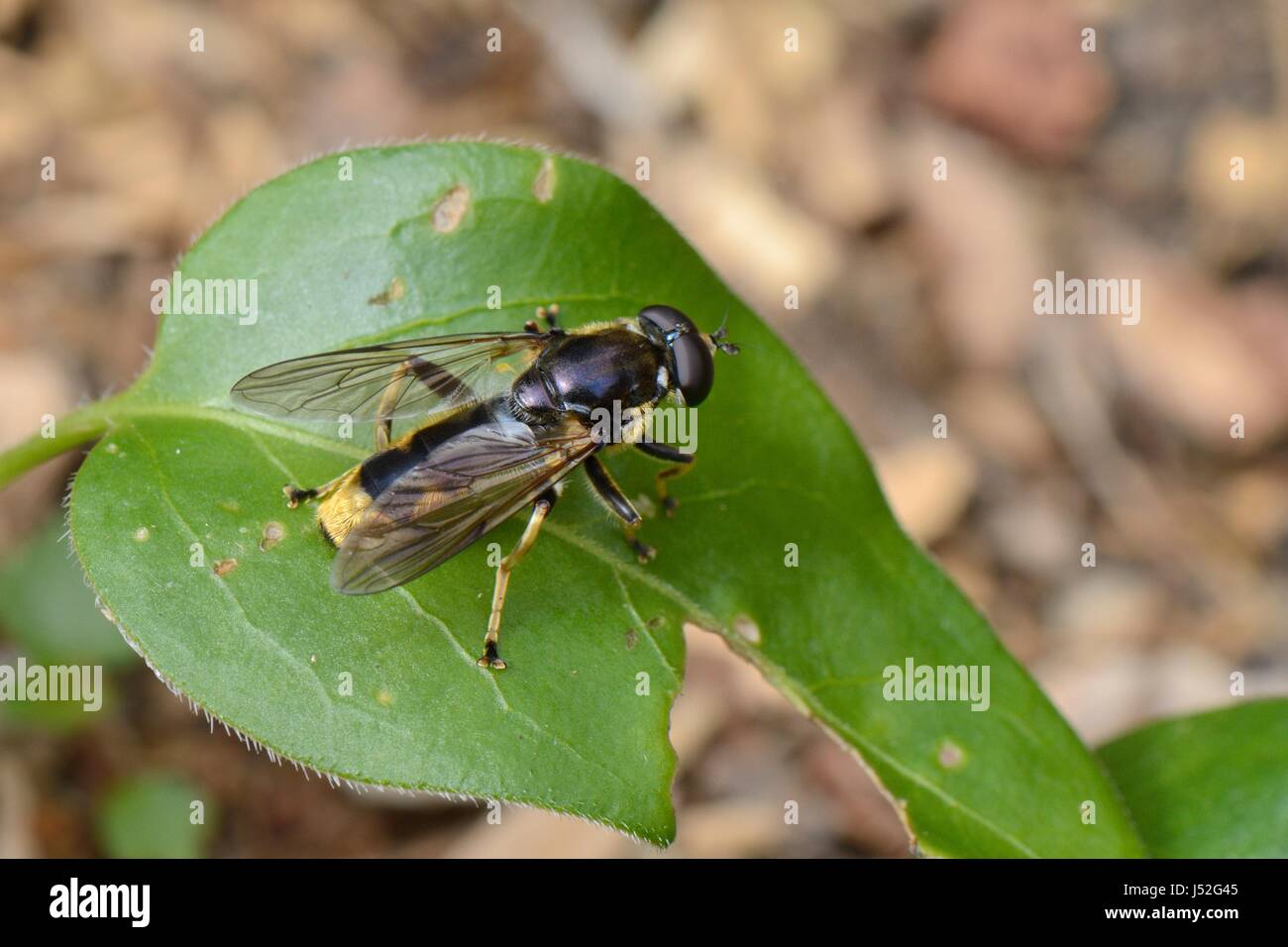 Hoverfly (Xylota sylvarum) una specie di bosco in calo nel Regno Unito, in appoggio su una foglia di edera vicino ad un recentemente abbattute albero di cedro in un giardino, Wiltshire Foto Stock