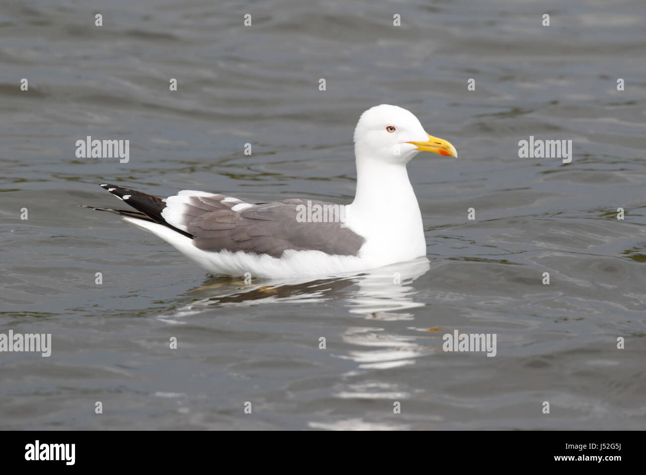 Lesser black-backed gull (Larus fuscus) piscina per adulti su acqua, Norfolk, Inghilterra, Regno Unito Foto Stock