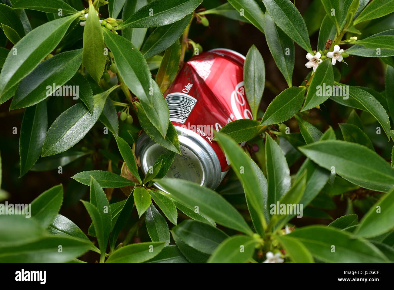 La Coca Cola può bere buttato fuori tra il verde. Foto Stock