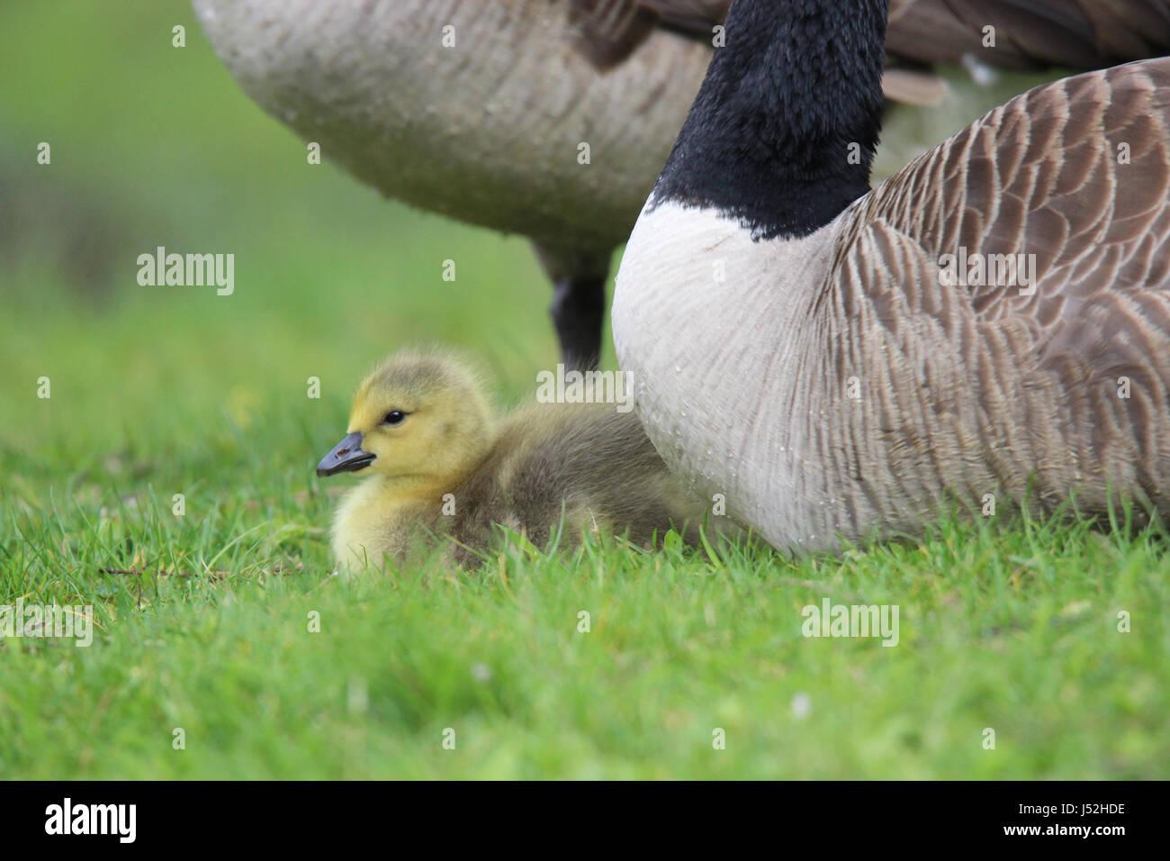 Una madre di oca e il suo gosling riposa in un prato Foto Stock