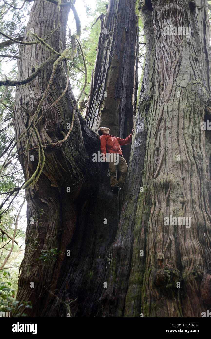 Un ambientalista canadese in piedi in un enorme crescita vecchio western red cedar tree sull'Isola di Vancouver, British Columbia, Canada. Foto Stock