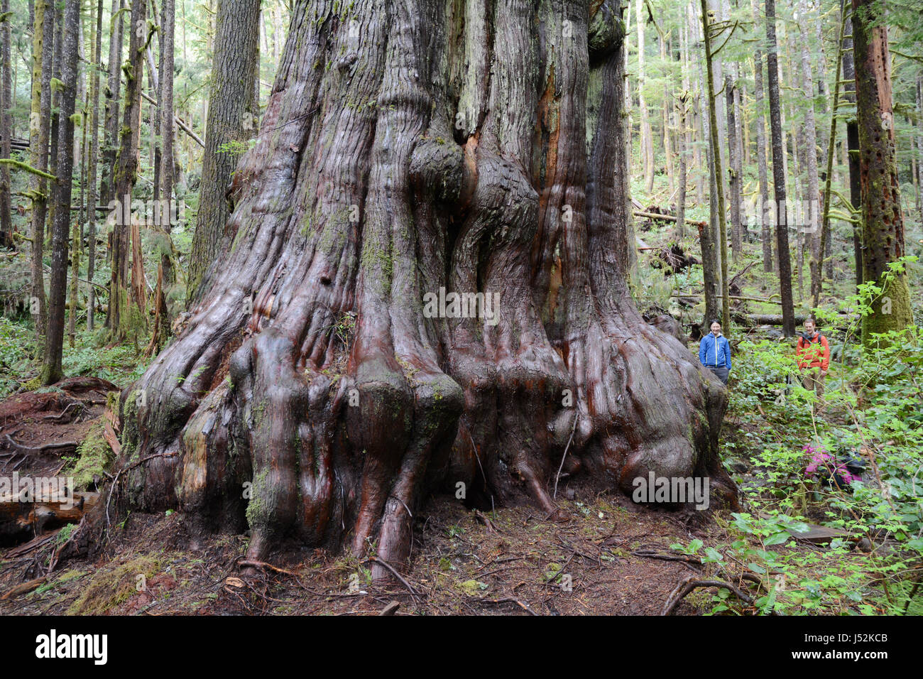 Un nodose, giant western red cedar in Avatar Grove, una vecchia foresta sull'Isola di Vancouver, British Columbia, Canada. Foto Stock