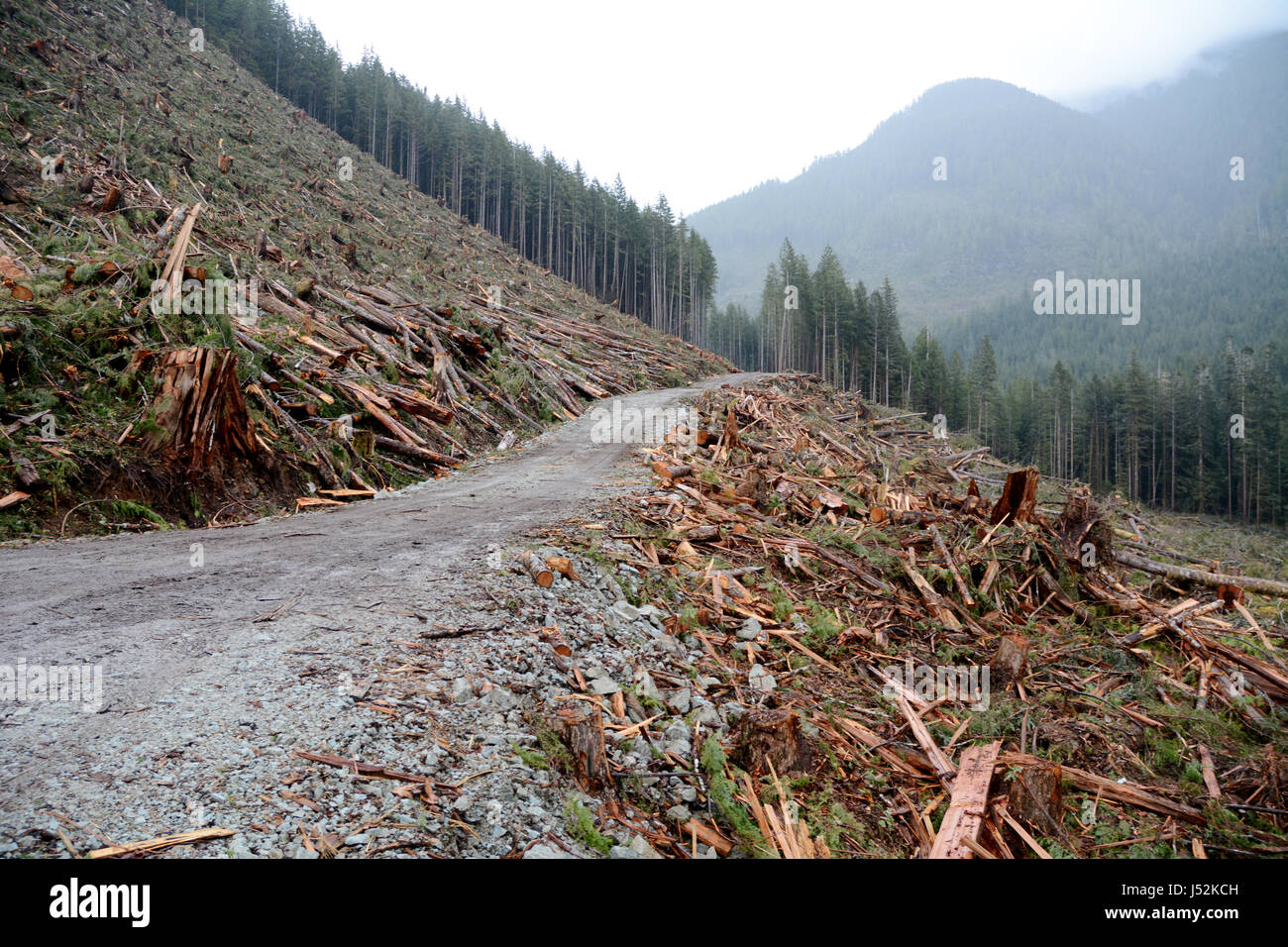 Una strada di registrazione e la vecchia foresta pluviale di crescita chiara nei pressi della città di Port Renfrew, Isola di Vancouver, British Columbia, Canada. Foto Stock