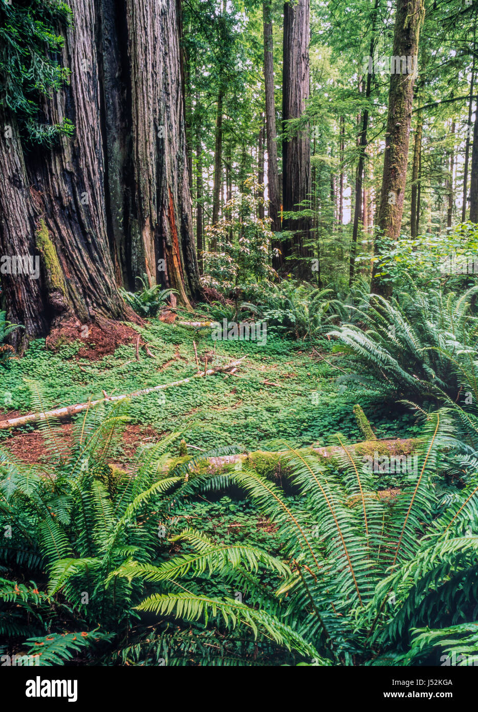 Smith River National Recreation Area si trova la northwestern California, Stati Uniti Foto Stock