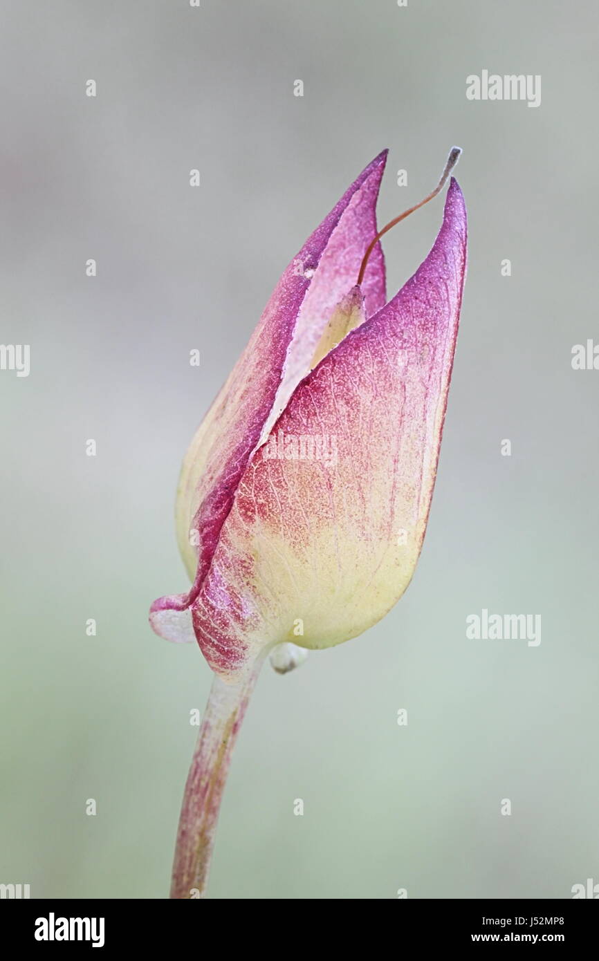 Germoglio di fiore di Hedge Centinodia, Calystegia sepium Foto Stock