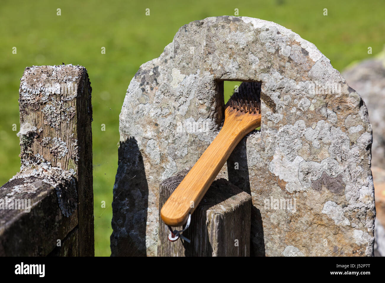 Spazzola di filo metallico inceppato in Lakeland muro di pietra, vicino Hawkshead, Lake District, Cumbria Foto Stock