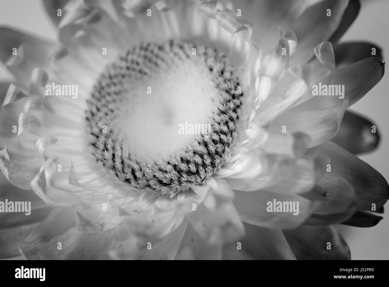 Close-Up dettaglio fiore bianco Foto Stock