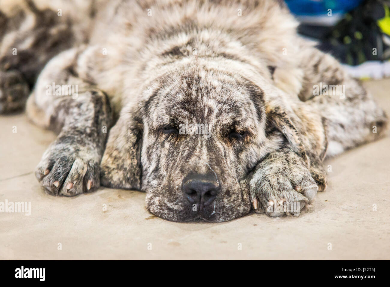 Lo spagnolo mastiff cane in appoggio sul pavimento. Cane dormire Foto Stock