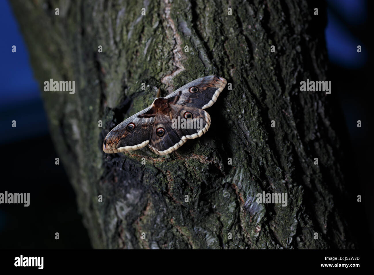 Giant peacock moth Saturnia pyri seduto su albero nella luce del tramonto Foto Stock