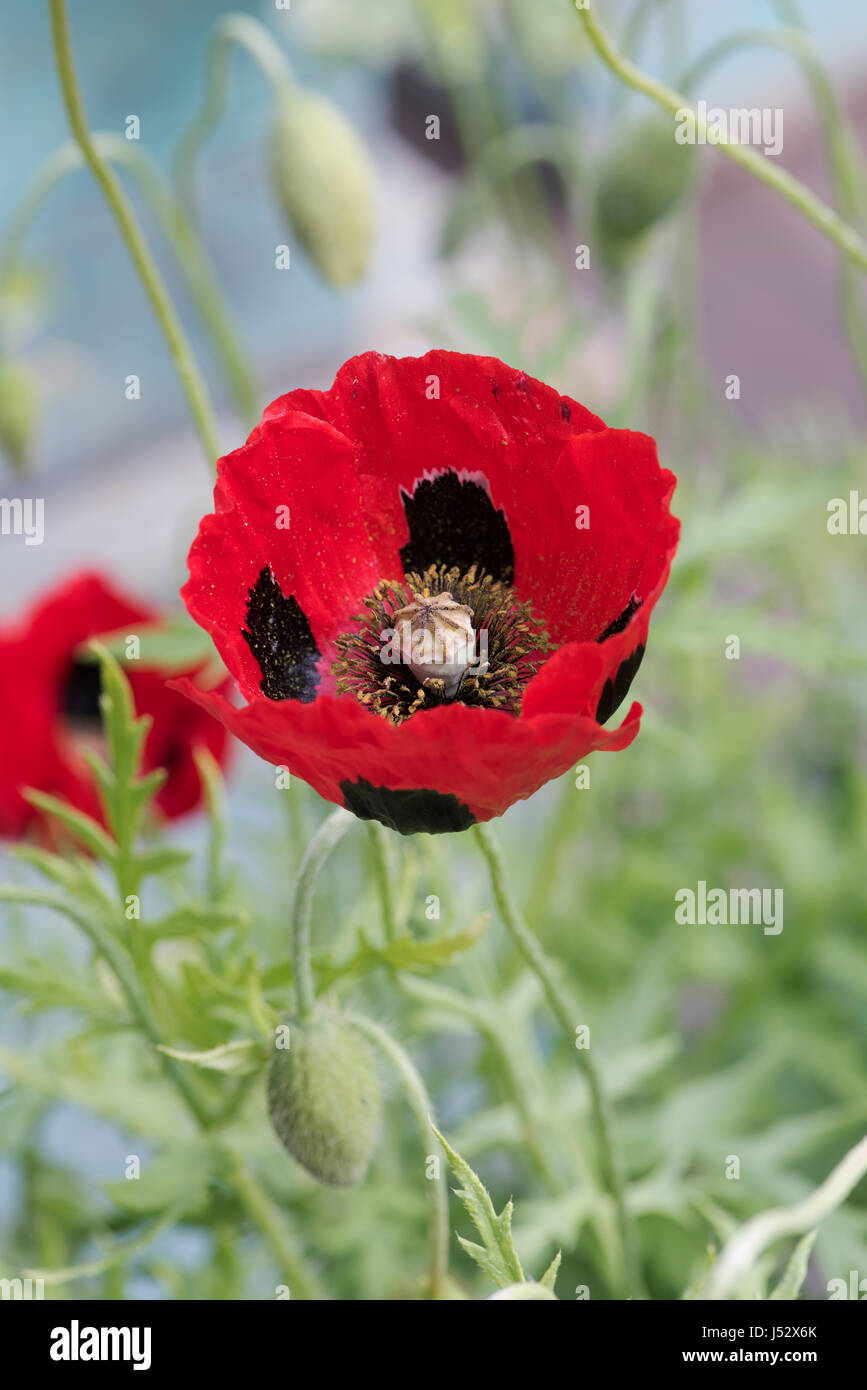 Papaver commutatum. Ladybird papavero. Regno Unito Foto Stock