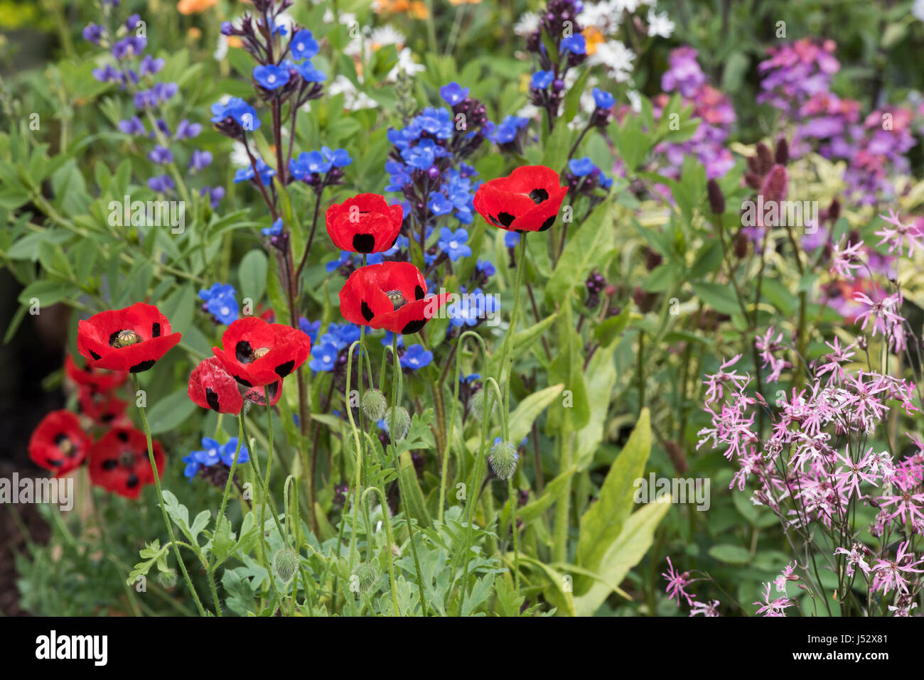 Papaver commutatum. Ladybird poppies in un fiore di visualizzazione dei bordi. Regno Unito Foto Stock