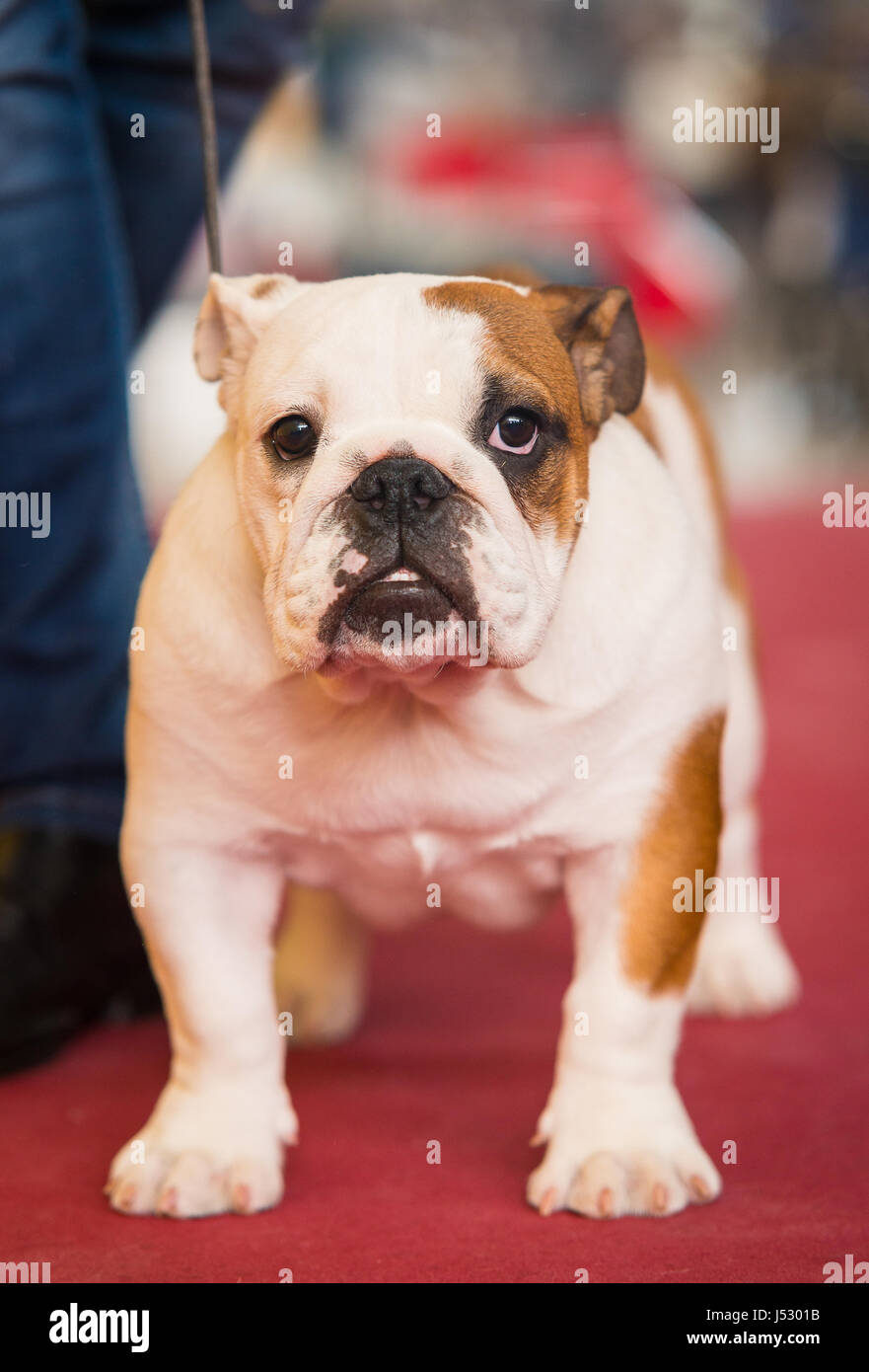 Bulldog inglese in posa e guardando la fotocamera. Foto Stock