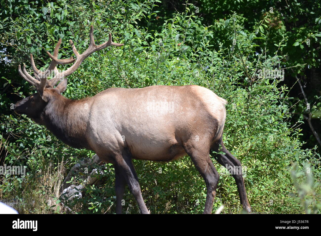 Roosevelt elk alimentazione su Ontano Foto Stock