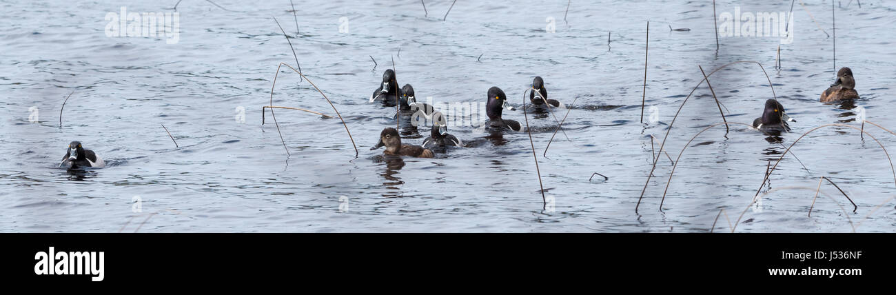 Anello di anatre a collo alto. Coppie coniugate competere per i migliori geni durante il loro breve soggiorno sul lago nel nord-est del Canada. Foto Stock