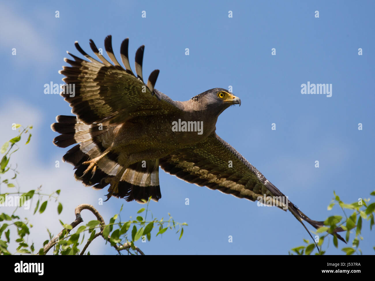 Grande uccello predatore al momento del decollo. Sri Lanka. Foto Stock