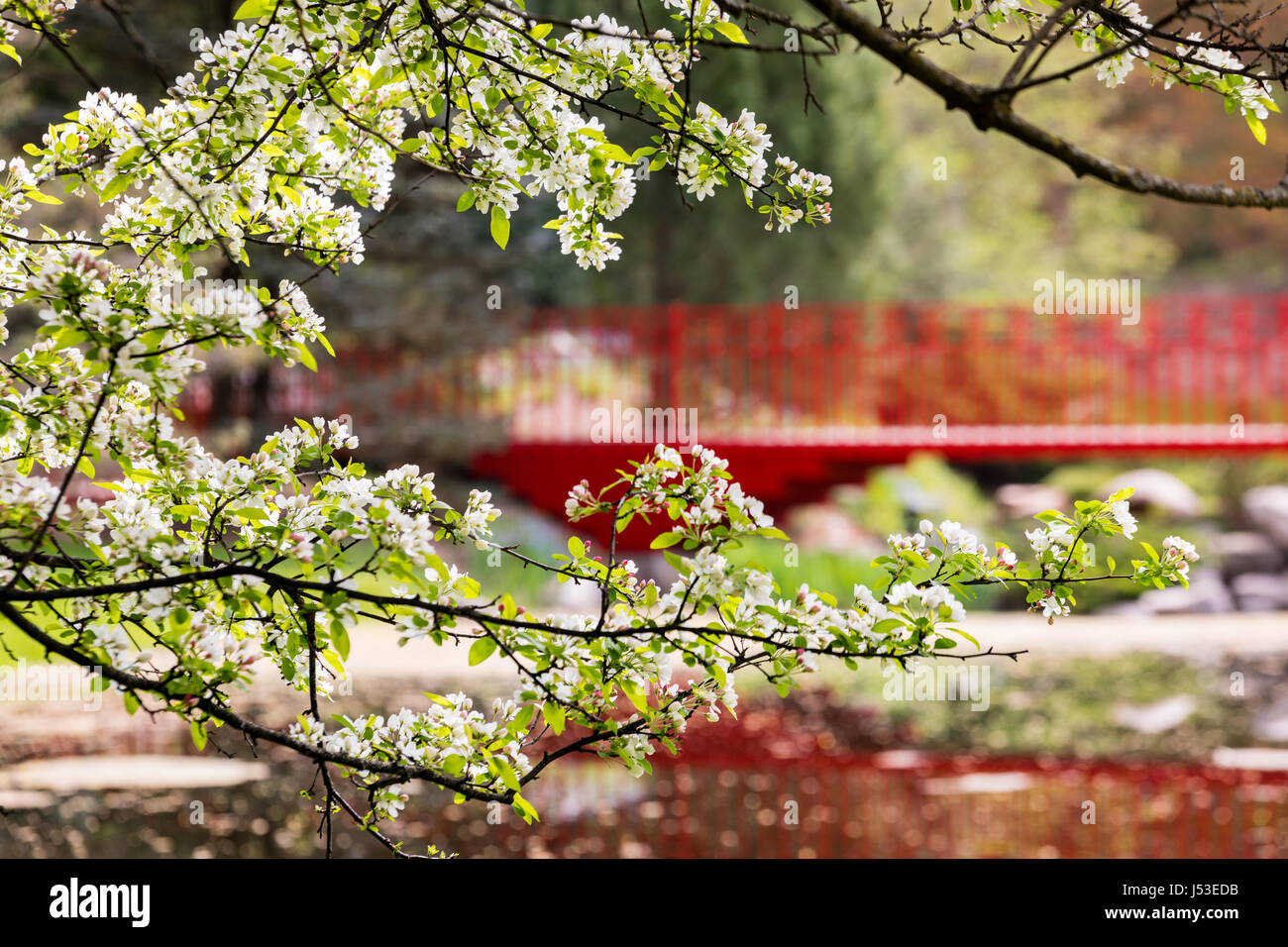Dow Giardini in Midland Michigan con fioriture di primavera Foto Stock