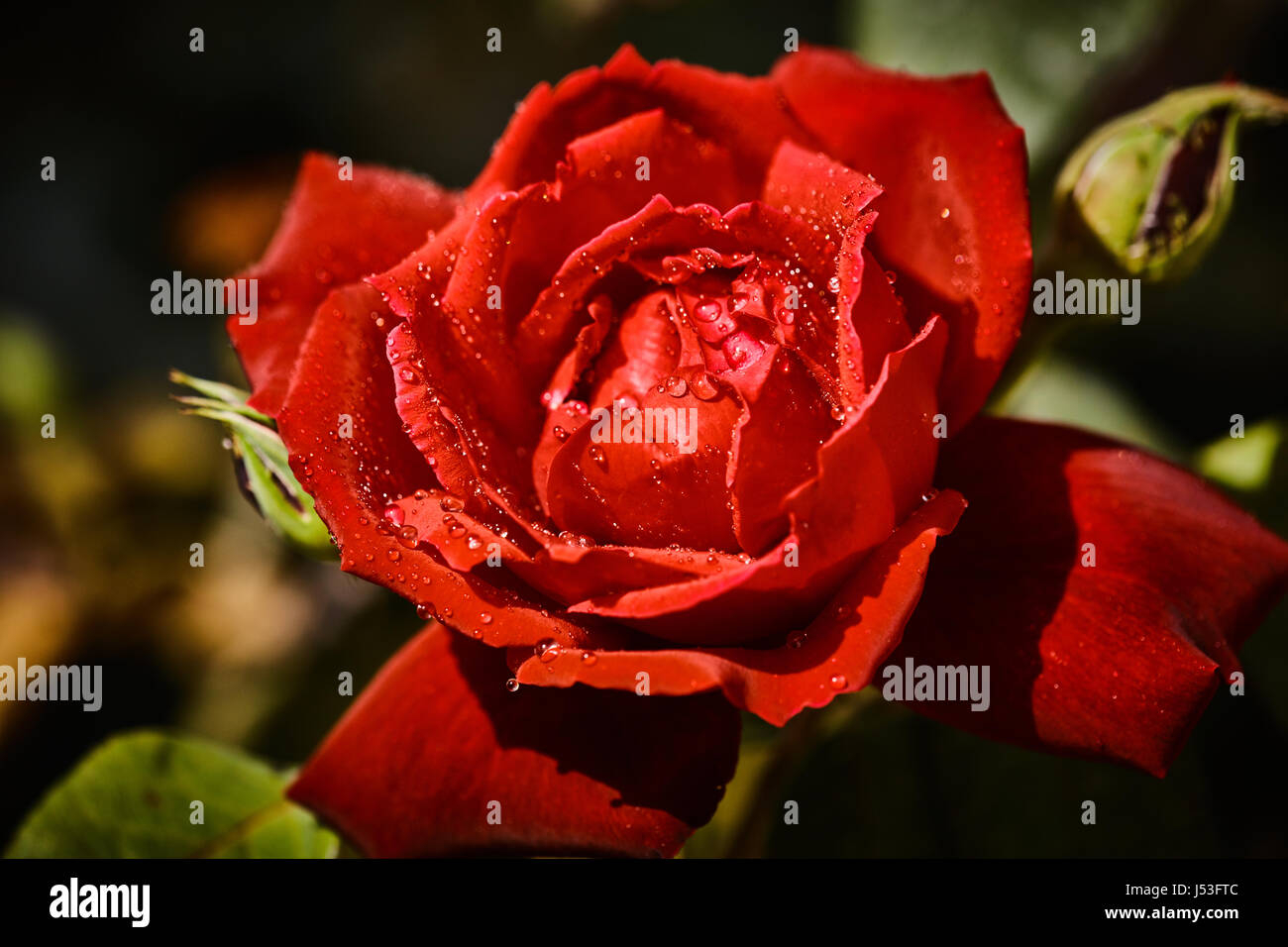 Colorati rose con juicy gocce di pioggia su di esso Foto Stock