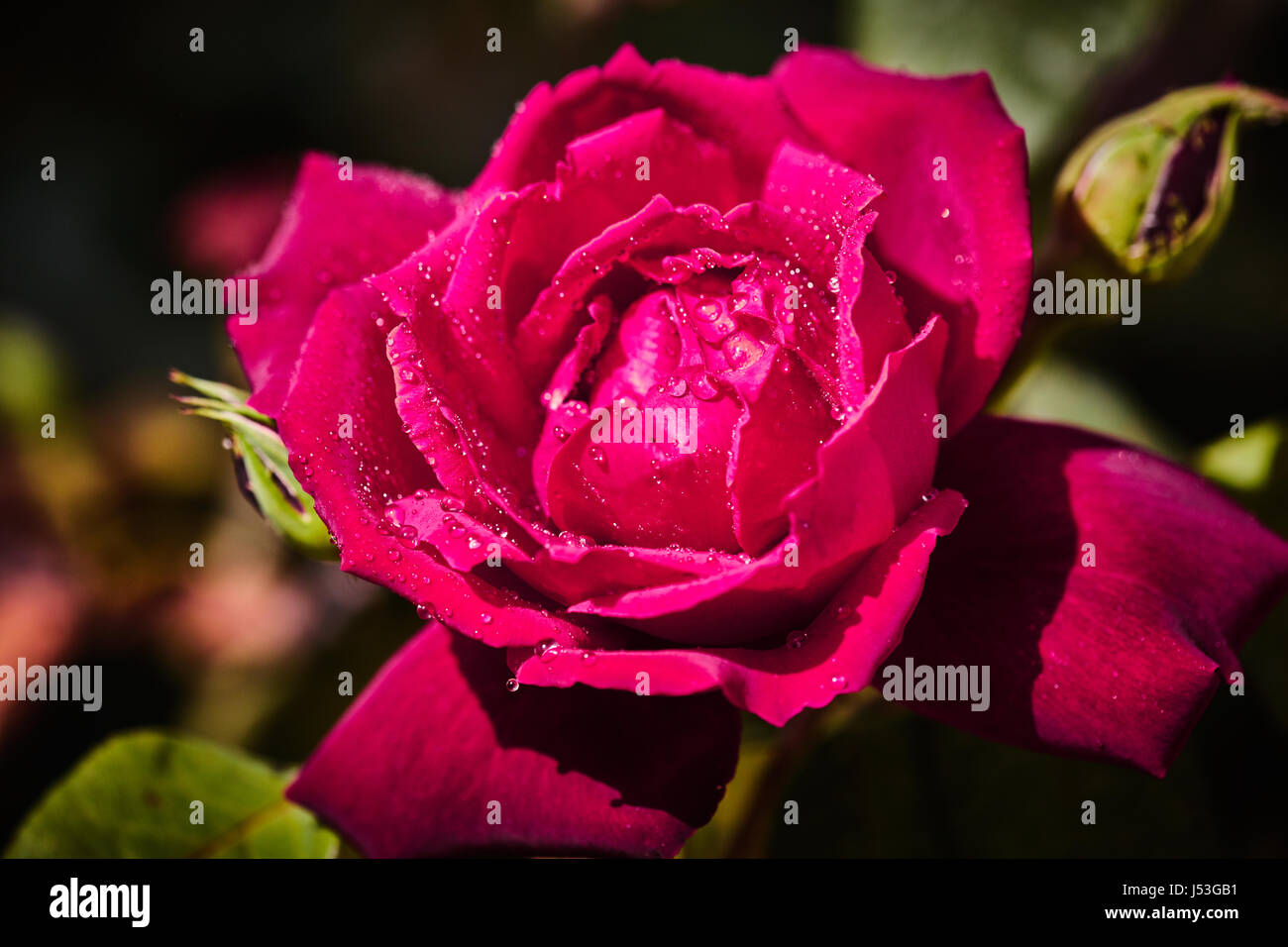 Colorati rose con juicy gocce di pioggia su di esso Foto Stock
