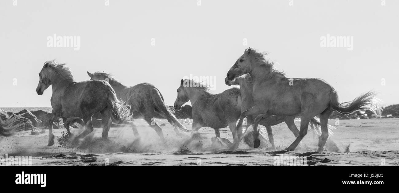 White Camargue cavalli al galoppo sulla sabbia. Parc Regional de Camargue. La Francia. Provenza. Un'illustrazione eccellente Foto Stock