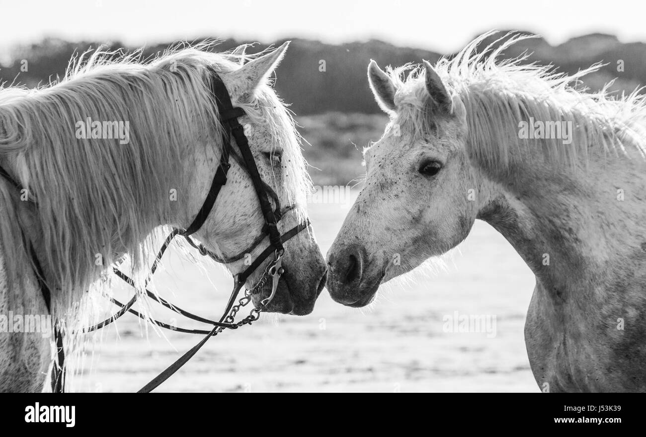 Ritratto di due bianchi cavalli Camargue. Parc Regional de Camargue. La Francia. Provenza. Un'illustrazione eccellente Foto Stock