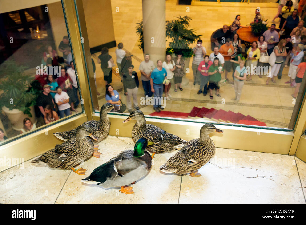 Little Rock, Arkansas, The Peabody Little Rock, hotel hotel che alloggiano motel inn, Duck March, ascensore, ascensore, mallard, ascensore, ascensore, pubblico, folla, hotel Foto Stock